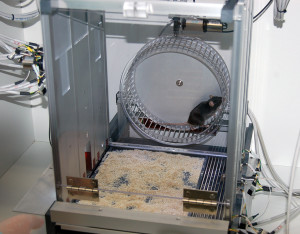 Mouse running in the activity wheel of our operant metabolic cage